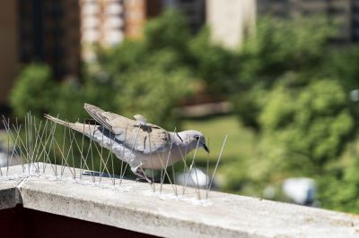 Bird Prevention Installation