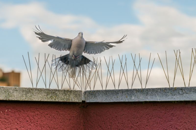 Bird Prevention Installation