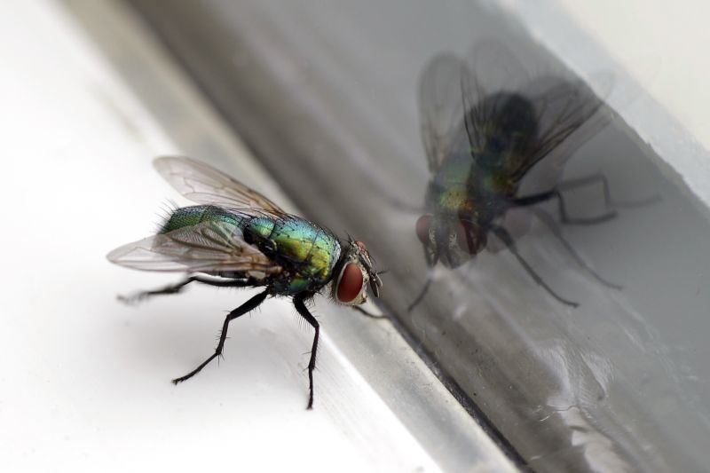 Fruit Fly Extermination in New Braunfels, TX