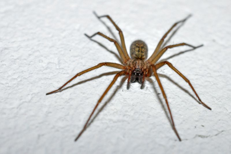 Huntsman Spider Extermination in Mckinney, TX