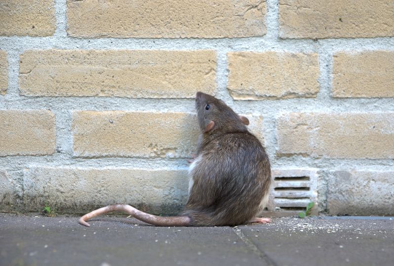 Rat Fumigation Service in Asheville, NC