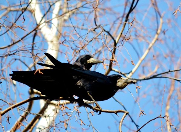 Crow Removal - Crow Removal Montgomery County, Maryland